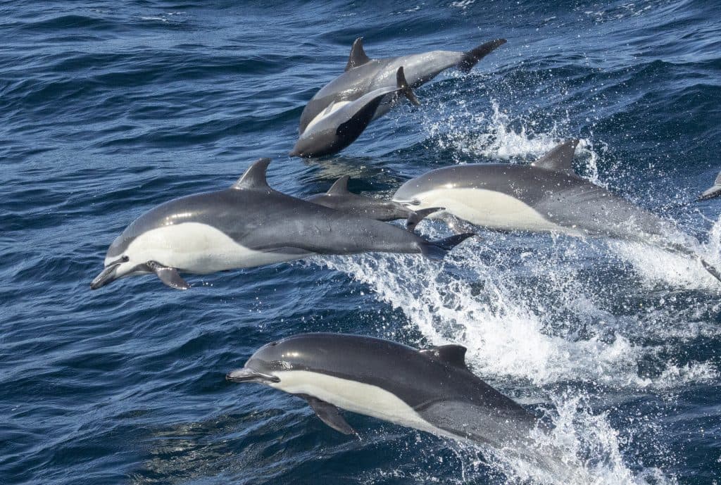 Top 5 Fishing Spots in San Diego Bay