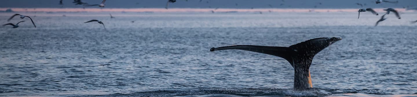 A whale's tail fluking at the surface while seabirds wheel over the water at dusk