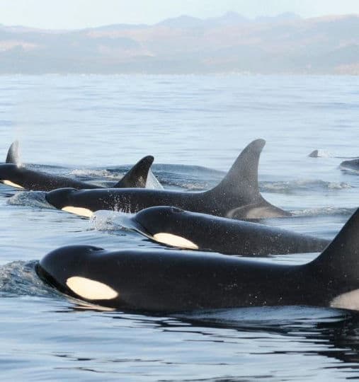 A pod of orcas traveling at the surface