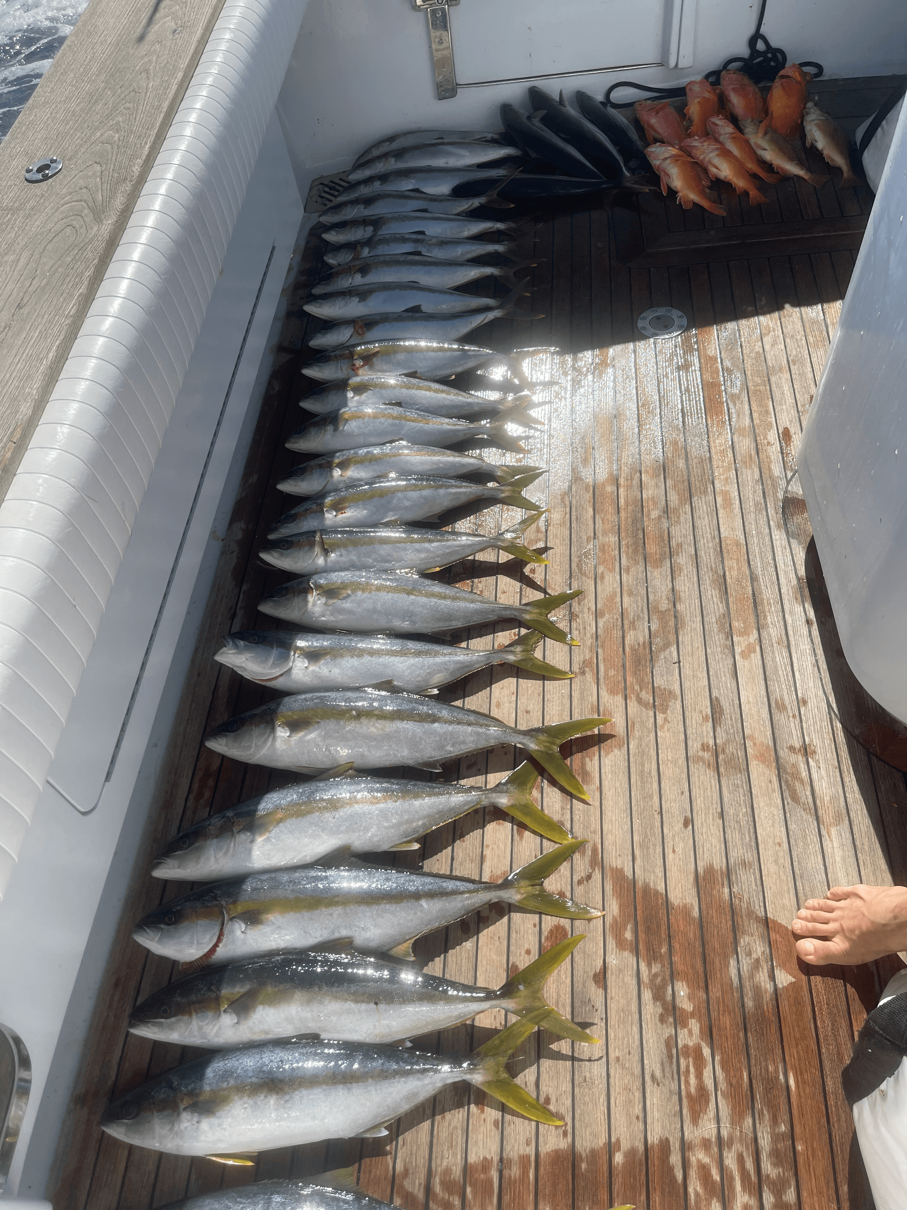 Rows of fresh-caught yellowtail lined up on the cockpit deck