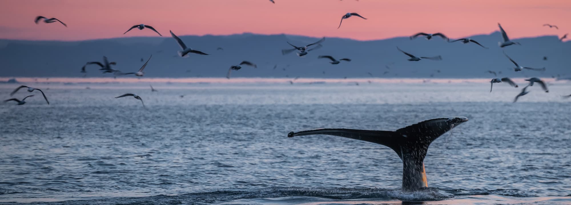 A whale's tail fluking at the surface while seabirds wheel over the water at dusk