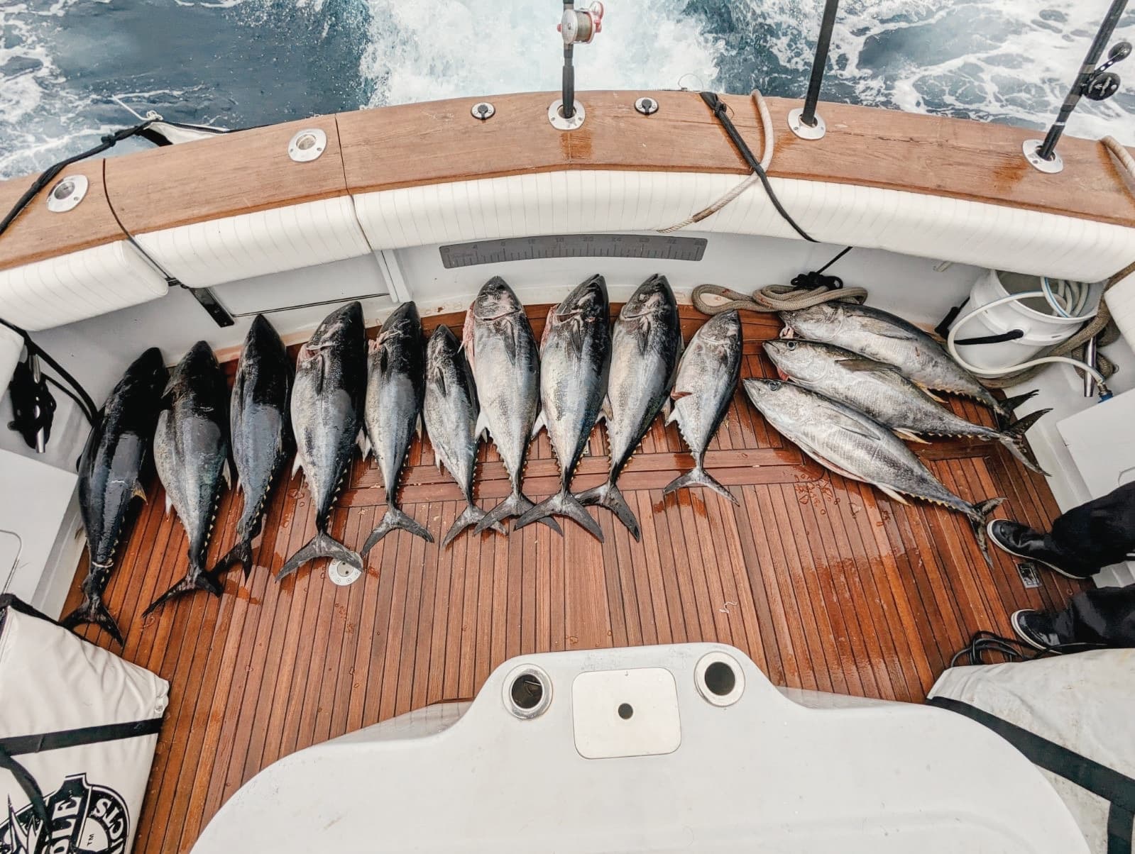 Fresh-caught tuna lined up across the cockpit deck