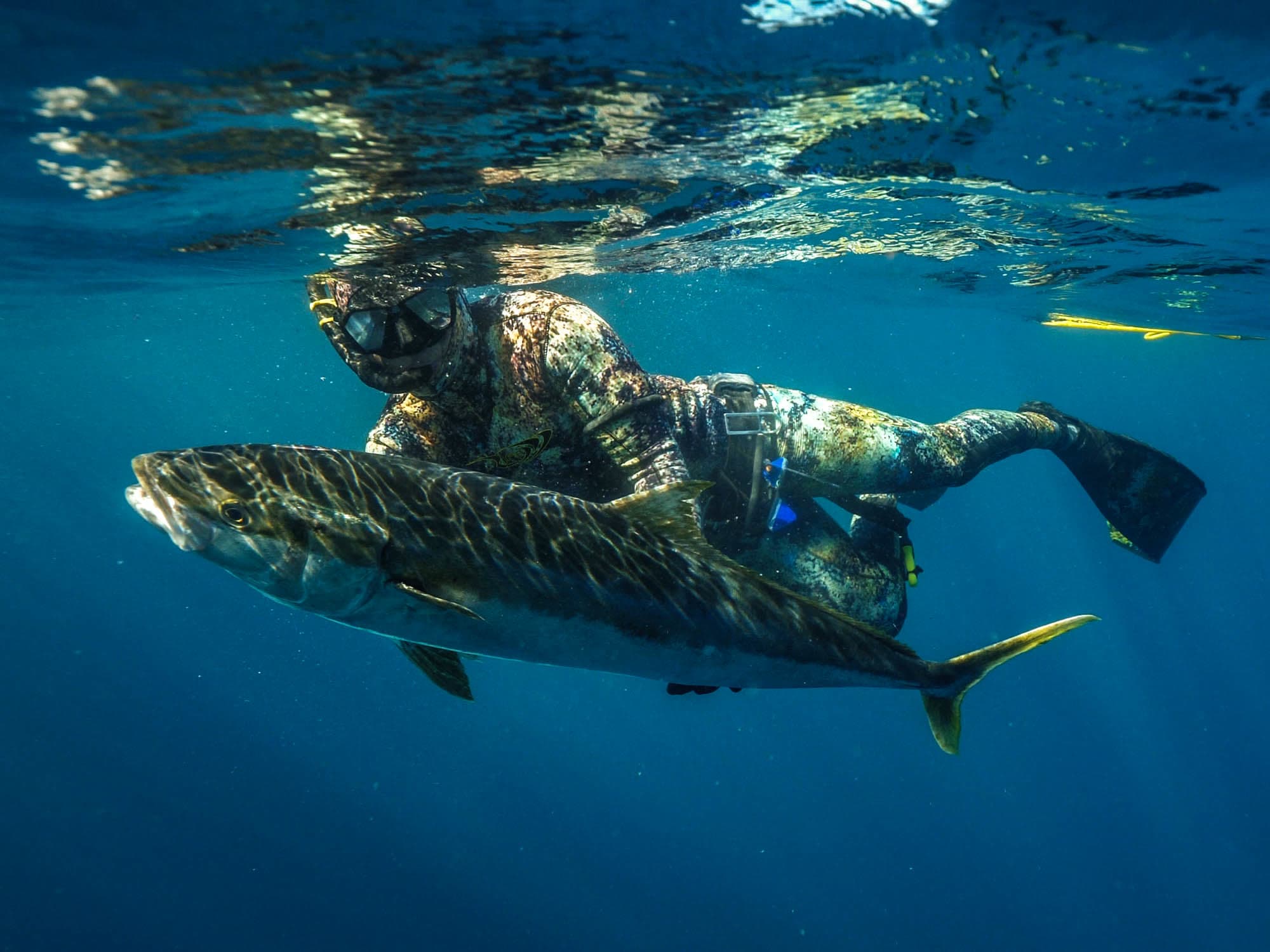 A freediver in camo wetsuit holding a white seabass underwater