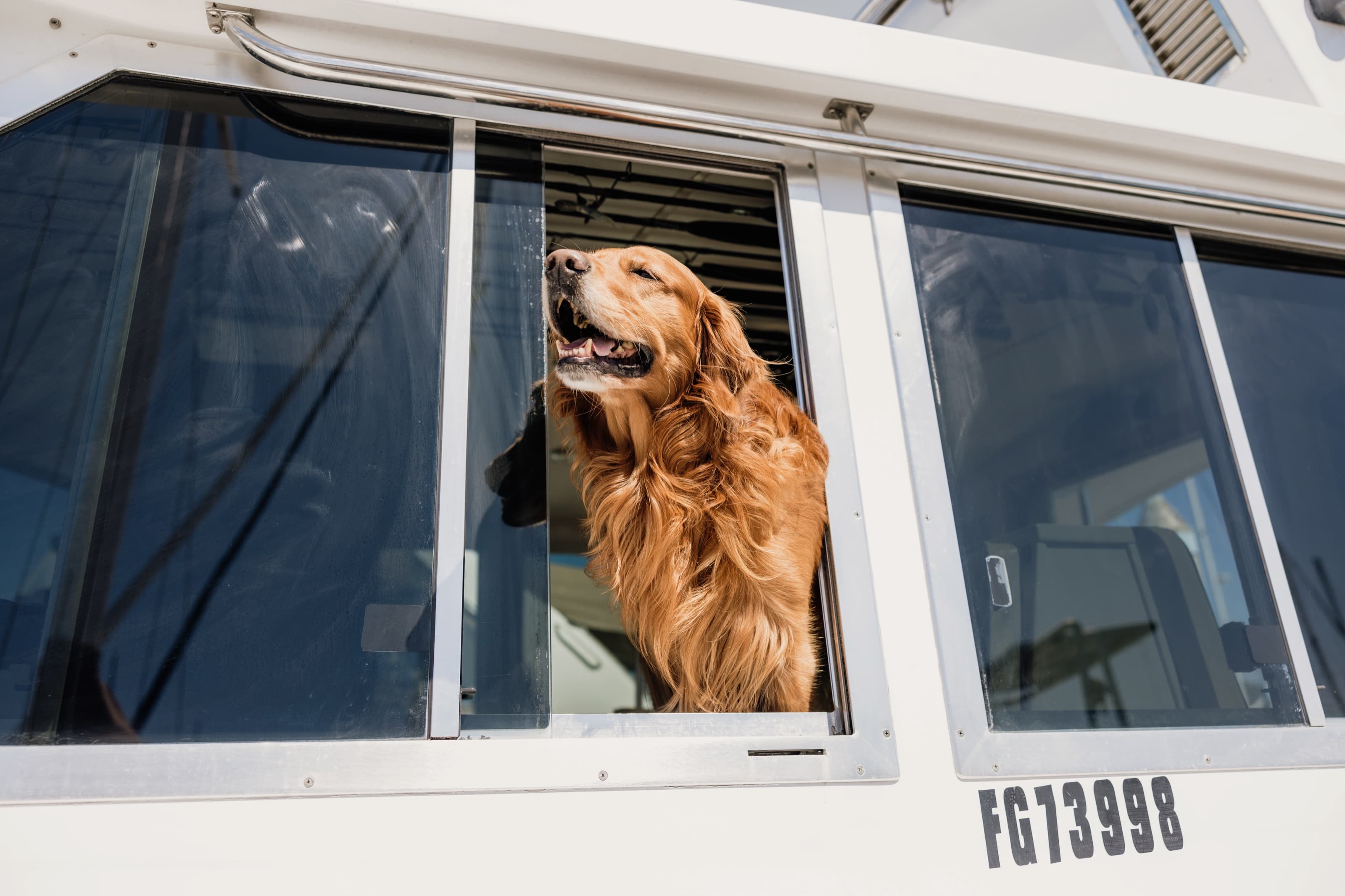 Golden retriever leaning out of Bluebill's cabin window