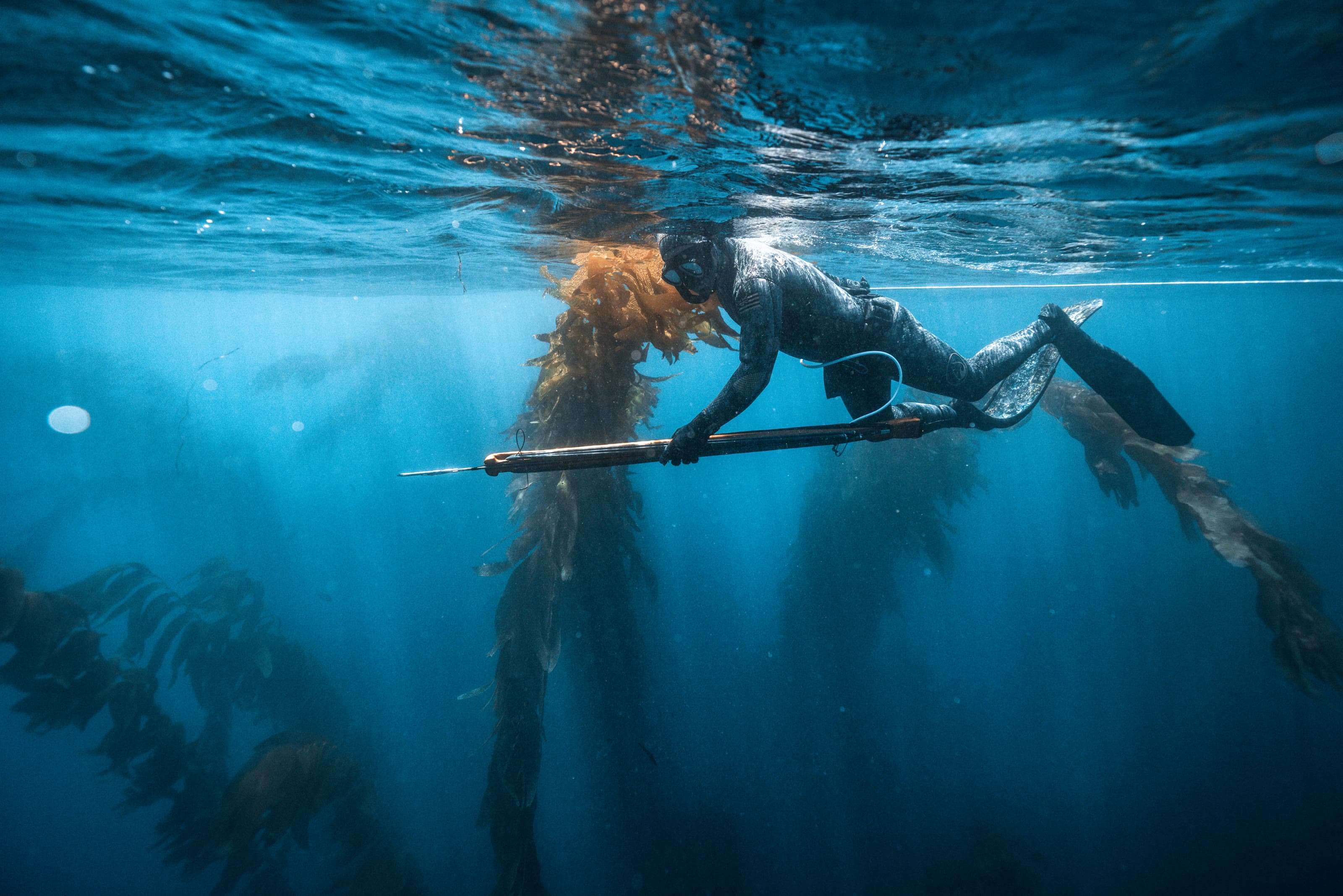 A spearfisher finning through a sunlit kelp forest, gun in hand