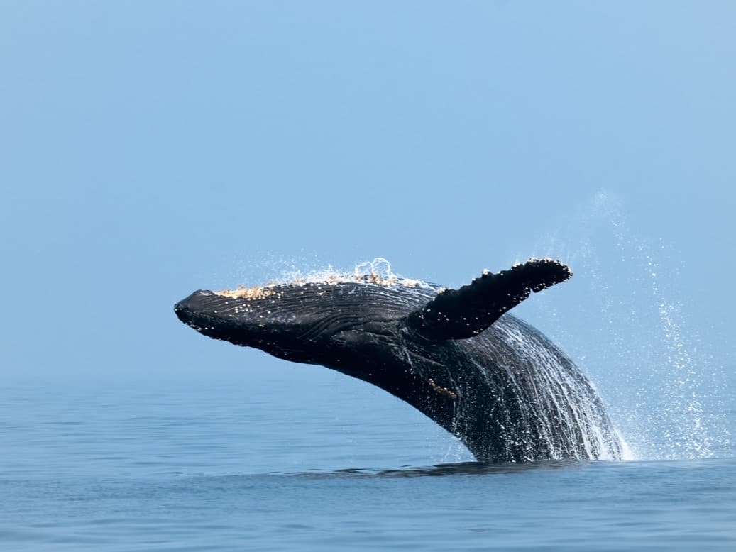 Humpback whale breaching out of calm blue water