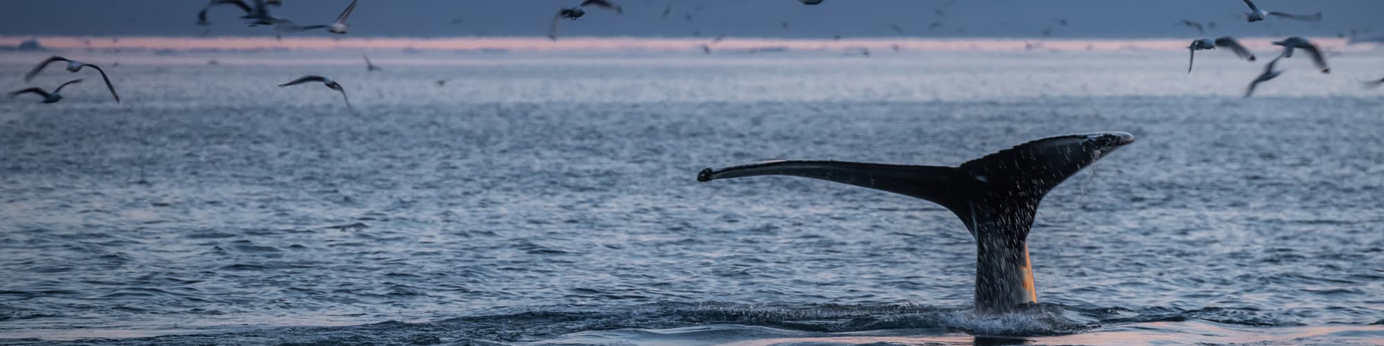 Fall Whale Watching in San Diego